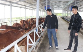 KH&CN thay đổi tư duy làm giàu từ mô hình chăn nuôi bò thịt lai