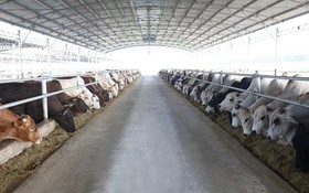 Khoa học, công nghệ và đổi mới sáng tạo: Động lực tháo gỡ điểm nghẽn phát triển ngành chăn nuôi Thanh Hóa
