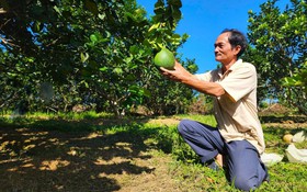 Bưởi da xanh Hòa Ninh: Từ chuyển giao kỹ thuật đến sinh kế vùng đồi