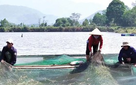 Nuôi cá lồng trên lòng hồ thủy điện, mở sinh kế cho người dân A Lưới