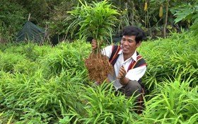 Khoa học và công nghệ nâng tầm Gừng sẻ Trà Bồng