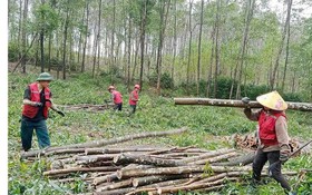 Ứng dụng khoa học nâng giá trị rừng gỗ lớn cho đồng bào Bru-Vân Kiều