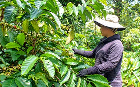 Đắk Lắk: Đưa kỹ thuật VietGAP vào 69 ha cà phê của đồng bào dân tộc thiểu số