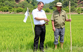 Ứng dụng kỹ thuật canh tác hữu cơ trong sản xuất lúa tại Đồng Nai