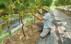 Thầy giáo dạy Hóa học và khát vọng làm giàu từ nông nghiệp số