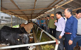 Bò lai BBB mở hướng nâng tầm vóc đàn bò thịt Sơn La