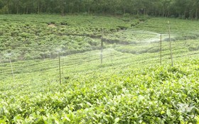Thái Nguyên đẩy mạnh ứng dụng công nghệ số, nâng cao giá trị sản phẩm chè