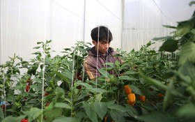 Từ phòng thí nghiệm ra ruộng vườn: KHCN giúp Lâm Đồng tăng giá trị nông sản