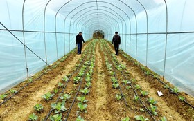 Mô hình sinh kế mới cho người dân vùng cao Lào Cai giảm nghèo