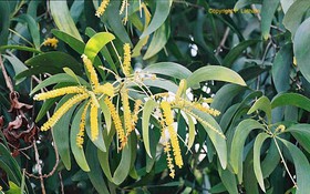 Thông tin kết quả thực hiện nhiệm vụ KH&CN cấp Quốc gia