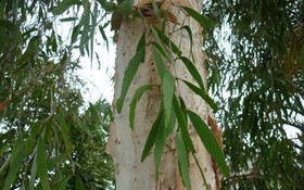 Thông tin kết quả thực hiện nhiệm vụ KH&CN cấp Quốc gia