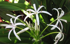 Thông tin nghiệm thu đề tài cấp quốc gia thuộc Chương trình 562. Mã số: ĐTĐL.CN-128/21