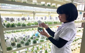 Phú Thọ lưu giữ, bảo tồn và nhân giống cây trồng, dược liệu bằng công nghệ nuôi cấy mô tế bào