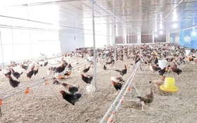 Quảng Trị: Hiệu quả rõ nét từ mô hình nuôi gà VietGAHP