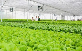 Tây Ninh thúc đẩy đổi mới sáng tạo, chuyển giao công nghệ: Từ định hướng chiến lược đến hành động thực tiễn