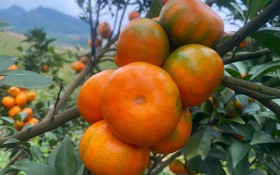 Kết quả thực hiện nhiệm vụ KH&CN cấp quốc gia, mã số NVQG-2022/ĐT.20