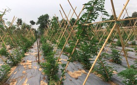 Kết quả thực hiện nhiệm vụ KH&CN cấp quốc gia, mã số NVQG- 2021/DA.06