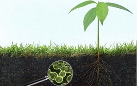 Thông tin kết quả thực hiện nhiệm vụ mã số NĐT/IT/22/08