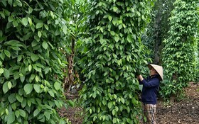 Quảng Trị "giảm nghèo thông tin”, mở đường cho nông sản vươn thị trường bền vững