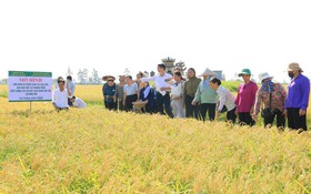 Mô hình lúa Nếp 415 mở hướng sản xuất nông nghiệp hiện đại