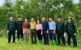 Tràm lá dài - giải pháp xanh cho vùng bán ngập lòng hồ thủy điện Tuyên Quang