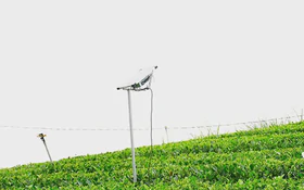 Ứng dụng AI nâng cao chất lượng vùng chè Thái Nguyên