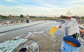 Phát triển chế phẩm sinh học từ vi khuẩn tía quang hợp góp phần nâng cao hiệu quả nuôi tôm thẻ chân trắng