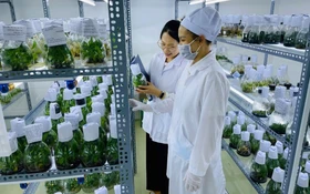 Lâm Đồng đẩy mạnh công nghệ cao trong phát triển nông sản