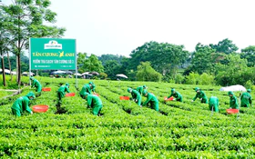 Chuyển đổi số nâng tầm giá trị ngành chè Thái Nguyên