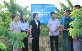 Mô hình na mới tại Hưng Yên bước đầu cho tín hiệu tích cực