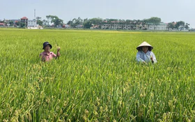 Nâng giá trị hạt gạo Thủ đô từ những mô hình sản xuất hiện đại