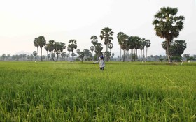 Công nghiệp sinh học mở rộng dư địa đóng góp cho nông nghiệp và môi trường