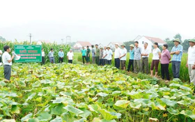 Đưa giống mới vào sản xuất, nâng giá trị bí đỏ Thái Nguyên