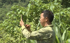 Cao Bằng: Hàng chục thôn bản "trắng sóng" là rào cản chuyển đổi số
