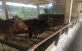 Chăn nuôi bò lai khép kín: Tận dụng phụ phẩm, tăng hiệu quả, giảm tác động môi trường