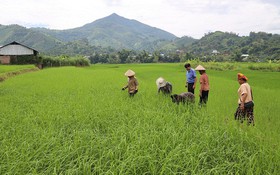 Sơn La: Phục tráng giống lúa  I1, mở hướng phát triển sản phẩm gạo địa phương Sông Mã
