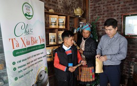 Phát triển thương hiệu Chè Tà Xùa Bắc Yên