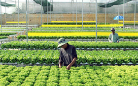 Điện Biên tìm giải pháp cho mục tiêu phát triển nông nghiệp xanh
