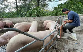 Kết quả thực hiện nhiệm vụ KH&CN độc lập cấp quốc gia, mã số DAKH-02/19-ĐT.02