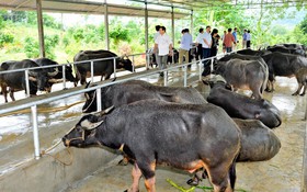 Bảo vệ môi trường, hướng tới chăn nuôi bền vững ở vùng đồng bào dân tộc thiểu số và miền núi