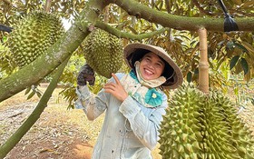 Khoa học và công nghệ mở đường nâng giá trị sầu riêng Sông Hinh