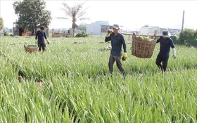 Khoa học và công nghệ tiếp sức đưa nha đam vào chuỗi giá trị