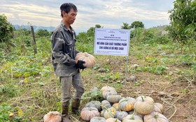 Phục tráng nguồn gen, nâng giá trị bí đỏ địa phương