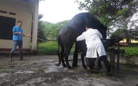 Đưa khoa học về nông thôn: Từ nguồn gen trâu quý đến sinh kế người dân