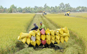 Từ ruộng lúa VietGAP đến chuỗi giá trị lúa gạo bền vững ở Thanh Hóa