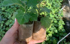 Chuyển giao công nghệ mở hướng phát triển vùng dược liệu ở Phong Điền