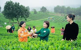 Từ “Đệ nhất danh trà” đến thương hiệu có giá trị toàn cầu