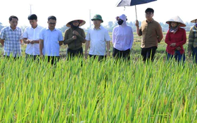 Đánh giá kết quả mô hình giống lúa Gia Lộc 25 vụ Mùa năm 2026