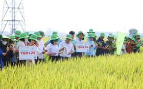 Hội nghị đầu bờ mô hình lúa TBR125, TBR88 thích ứng biến đổi khí hậu tại xã Tiên Tiến