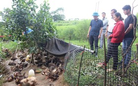 Kết quả nghiên cứu giống vịt cổ xanh được đưa vào sản xuất tại Lạng Sơn